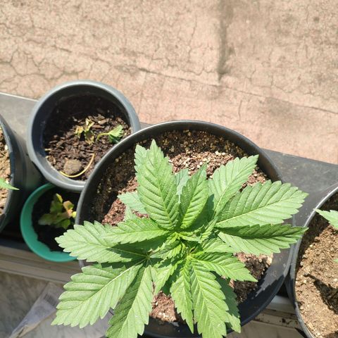 Gelato Kush growlog timeline photo