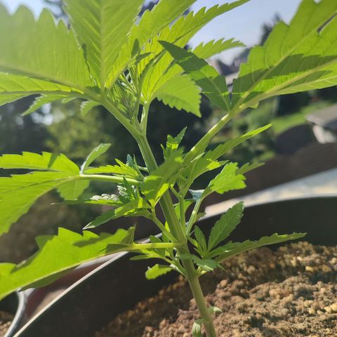 Alien Technology growlog timeline photo