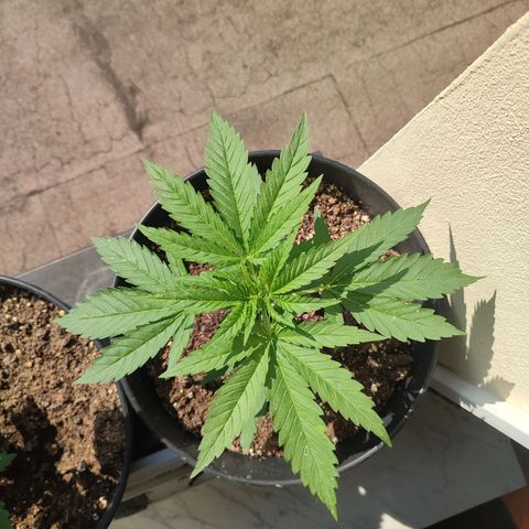 Alien Technology growlog timeline photo