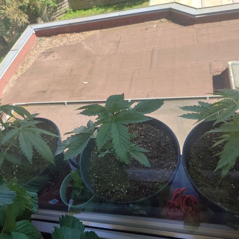 Gelato Kush growlog timeline photo