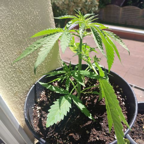 Cinderella 99 2016 growlog timeline photo