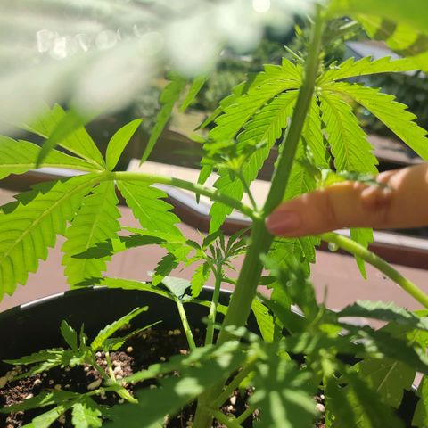 Cinderella 99 2016 growlog timeline photo
