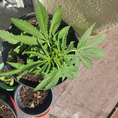 Cinderella 99 2016 growlog timeline photo