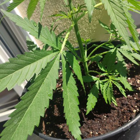 Cinderella 99 2016 growlog timeline photo