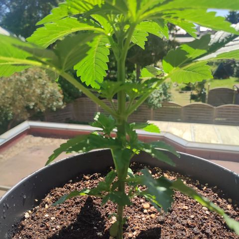 Gelato Kush growlog timeline photo