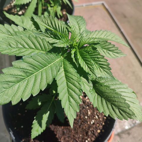 Gelato Kush growlog timeline photo