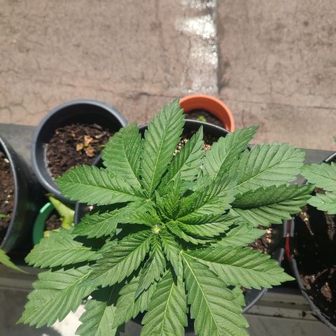 Gelato Kush growlog timeline photo