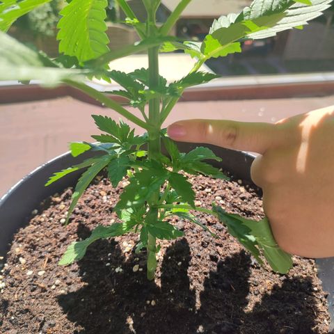 Gelato Kush growlog timeline photo