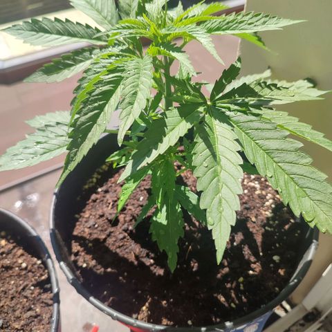 Alien Technology growlog timeline photo