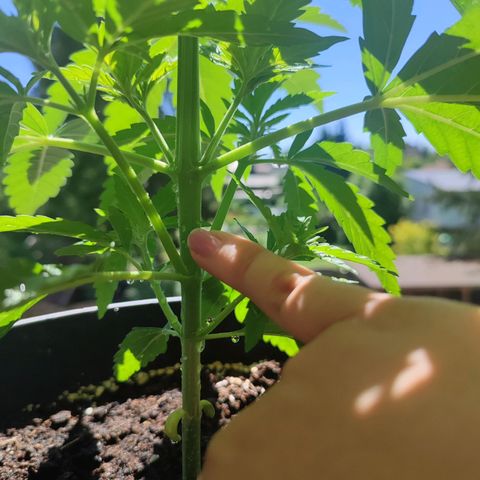 Alien Technology growlog timeline photo