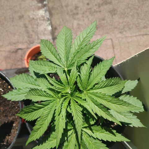 Alien Technology growlog timeline photo