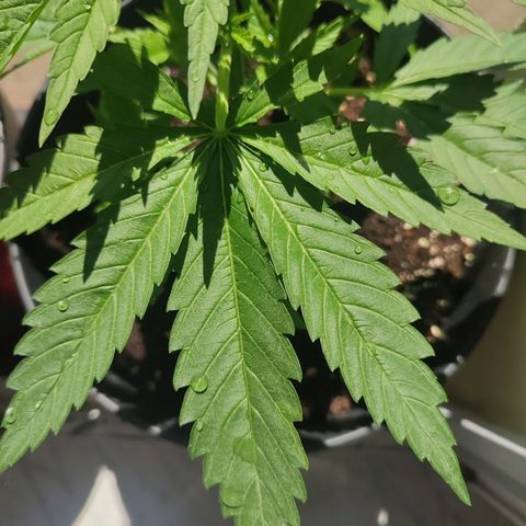 Alien Technology growlog timeline photo