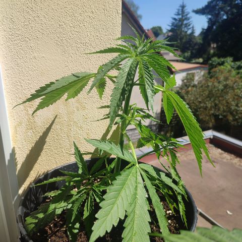 Cinderella 99 2016 growlog timeline photo