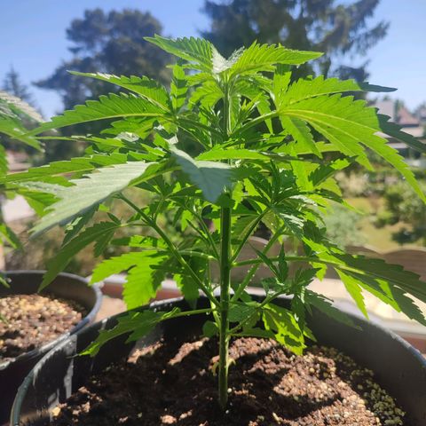 Alien Technology growlog timeline photo