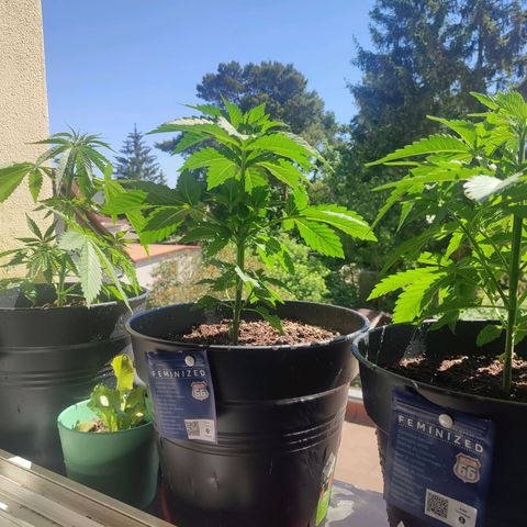 Alien Technology growlog timeline photo