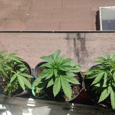 Alien Technology growlog timeline photo