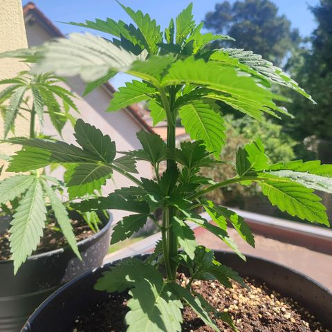Gelato Kush growlog timeline photo