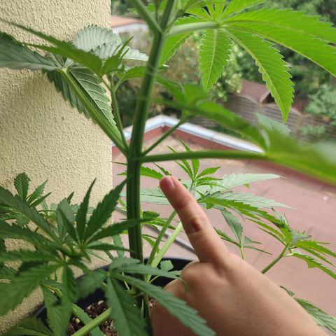 Cinderella 99 2016 growlog timeline photo