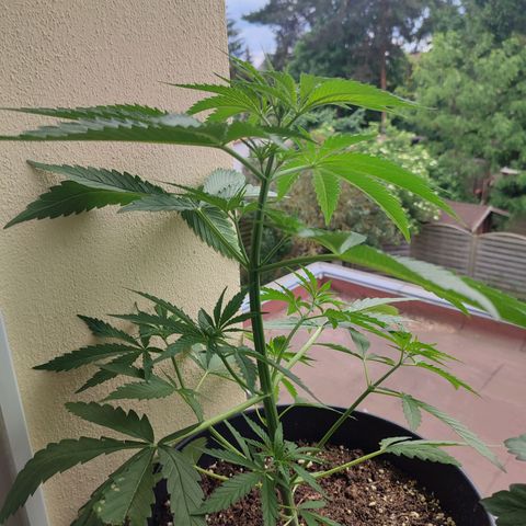 Cinderella 99 2016 growlog timeline photo