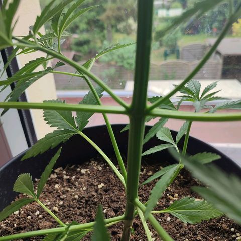 Cinderella 99 2016 growlog timeline photo