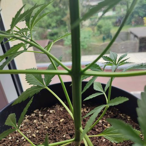 Cinderella 99 2016 growlog timeline photo