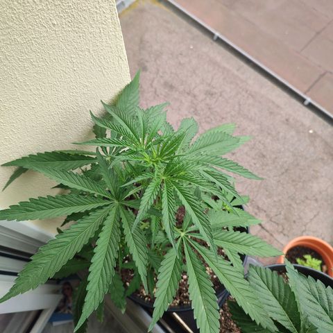 Cinderella 99 2016 growlog timeline photo