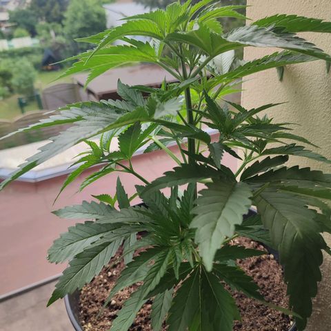 Alien Technology growlog timeline photo