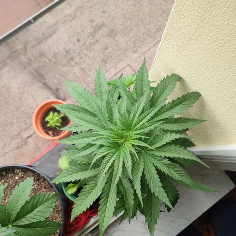 Alien Technology growlog timeline photo
