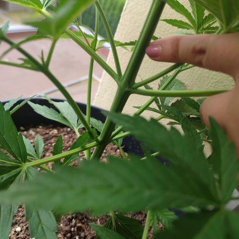 Alien Technology growlog timeline photo