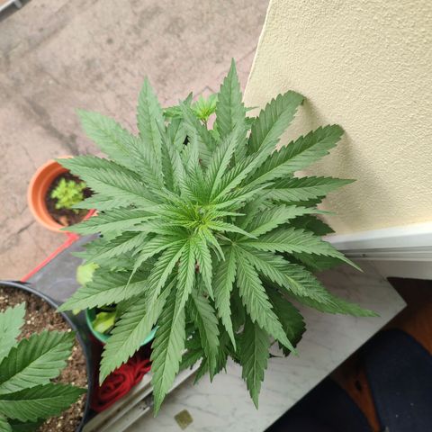 Alien Technology growlog timeline photo