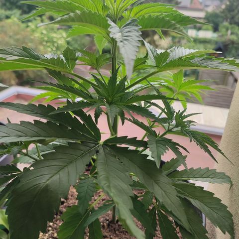 Alien Technology growlog timeline photo