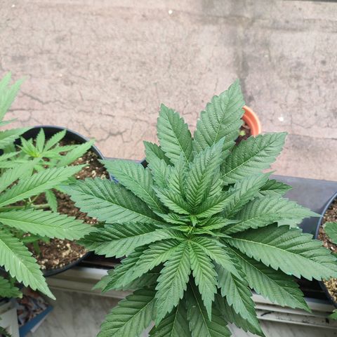 Gelato Kush growlog timeline photo
