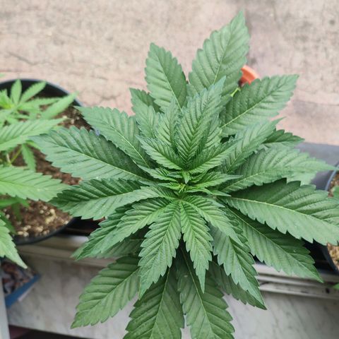 Gelato Kush growlog timeline photo