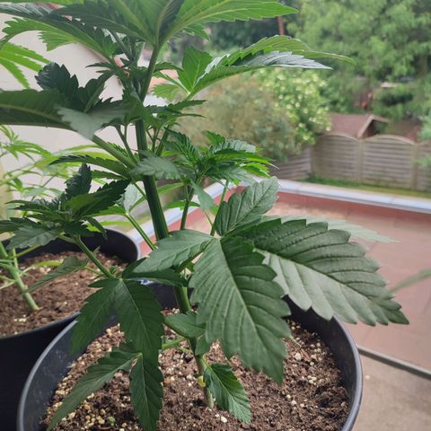 Gelato Kush growlog timeline photo