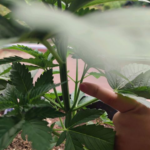 Gelato Kush growlog timeline photo