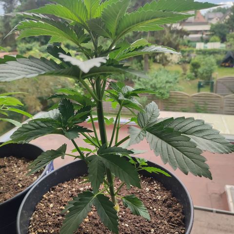 Gelato Kush growlog timeline photo