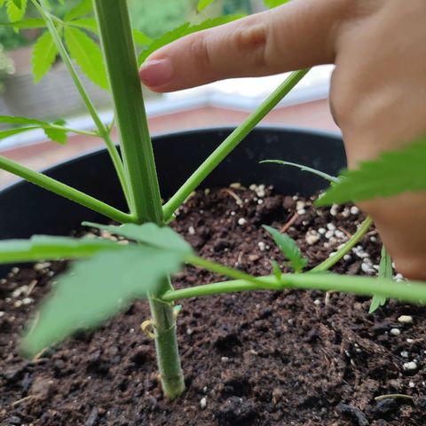 Cinderella 99 2016 growlog timeline photo