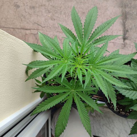 Cinderella 99 2016 growlog timeline photo