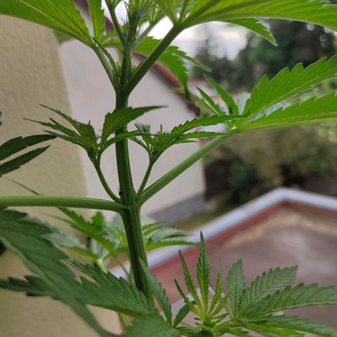 Cinderella 99 2016 growlog timeline photo