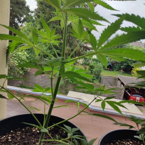 Cinderella 99 2016 growlog timeline photo