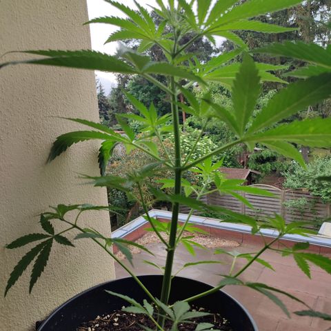 Cinderella 99 2016 growlog timeline photo