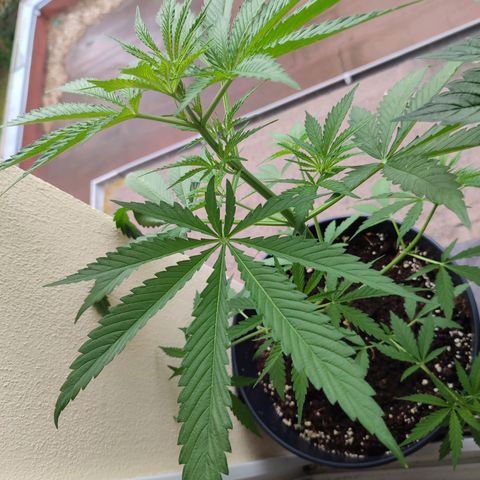 Cinderella 99 2016 growlog timeline photo