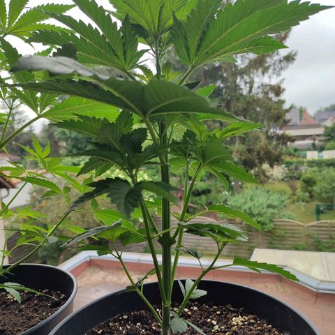 Gelato Kush growlog timeline photo
