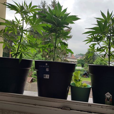 Gelato Kush growlog timeline photo