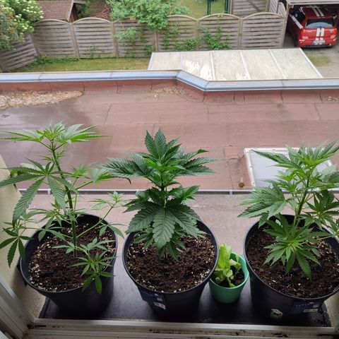 Gelato Kush growlog timeline photo