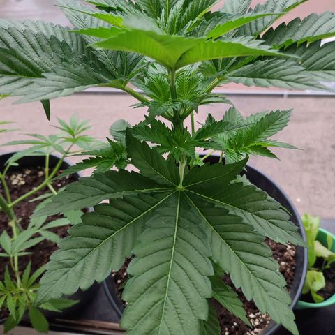 Gelato Kush growlog timeline photo