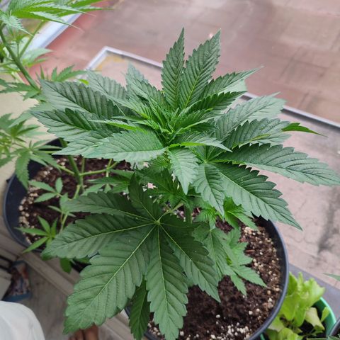 Gelato Kush growlog timeline photo