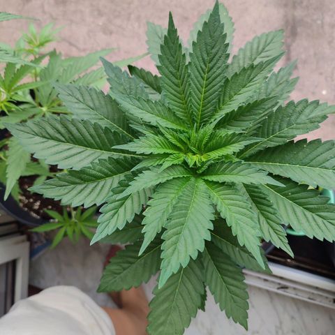 Gelato Kush growlog timeline photo