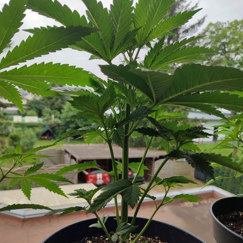 Gelato Kush growlog timeline photo