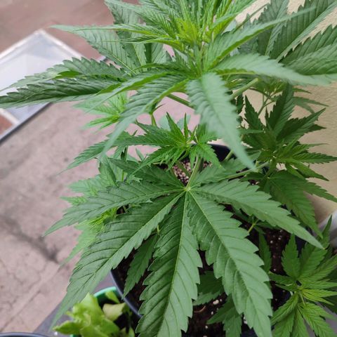 Alien Technology growlog timeline photo